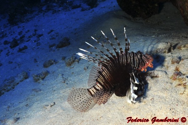 Scorpion fish